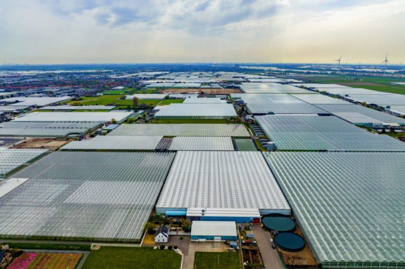 Glastuinbouw in Westland