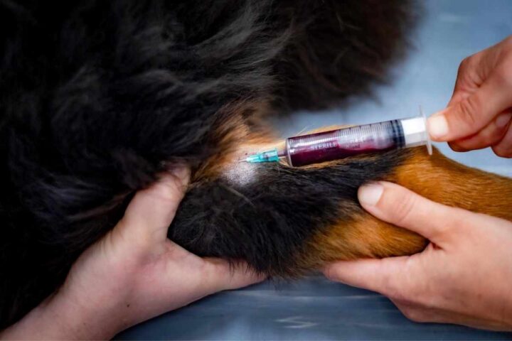 kankervaccin honden