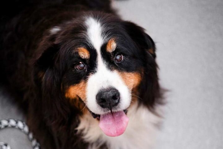 Kankervaccin honden